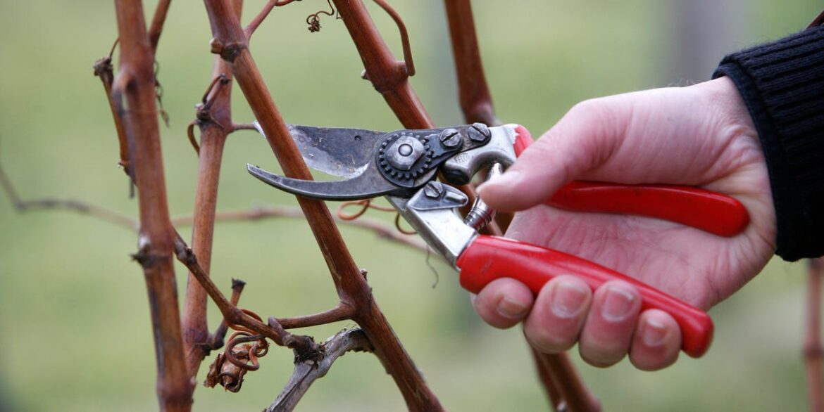 4 Plants To Propagate In December Using Hardwood Cuttings 4 Plants To Propagate In December Using Hardwood Cuttings