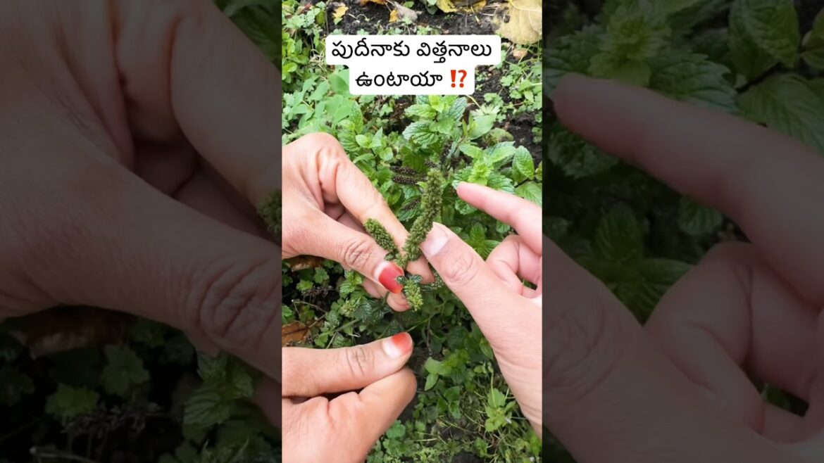 పుదీనాకి విత్తనాల⁉️🤔#Do Mint Plants Really Have Seeds?#gardening#gardeningtips #shorts#ytshorts పుదీనాకి విత్తనాల⁉️🤔#Do Mint Plants Really Have Seeds?#gardening#gardeningtips #shorts#ytshorts
