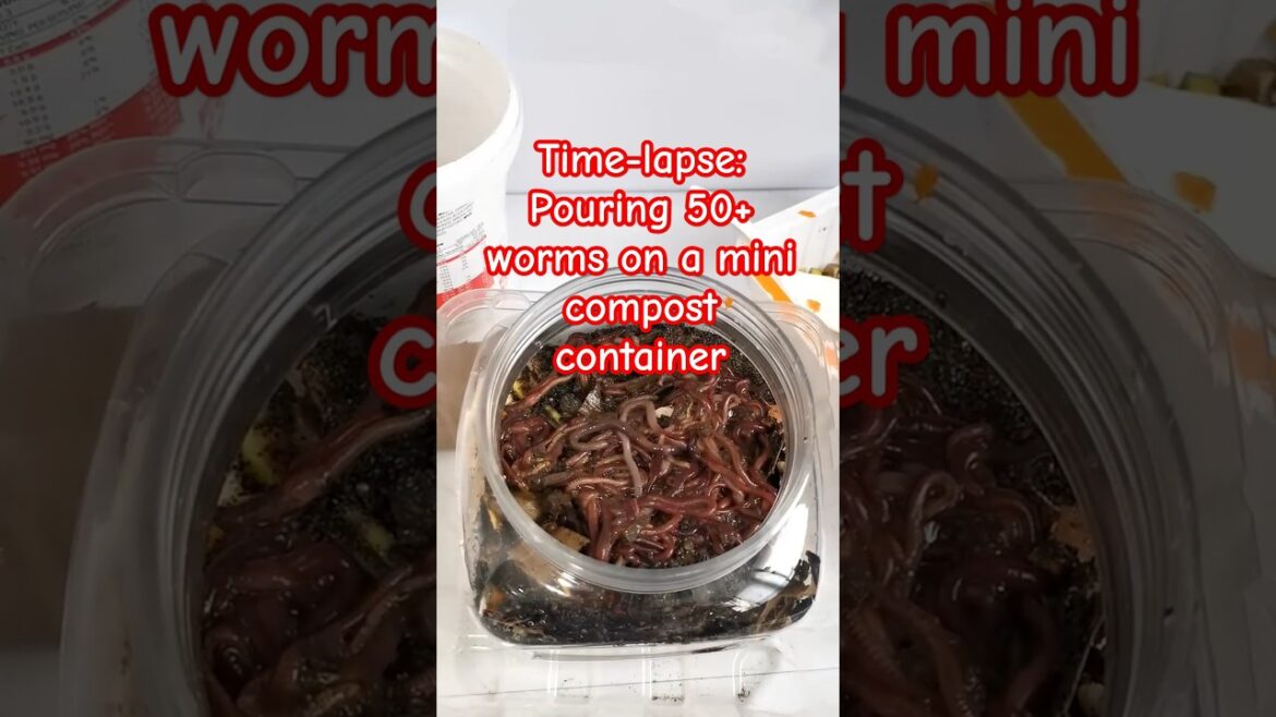 Time-lapse - Pouring worms on a mini compost bin #compost #wormcasting #vegetablegardening