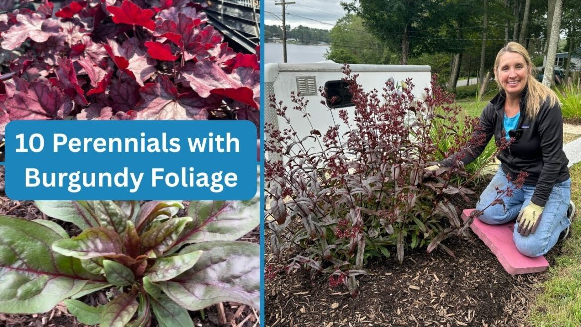Discover 10 Stunning Perennials with Burgundy Foliage🪴❤️