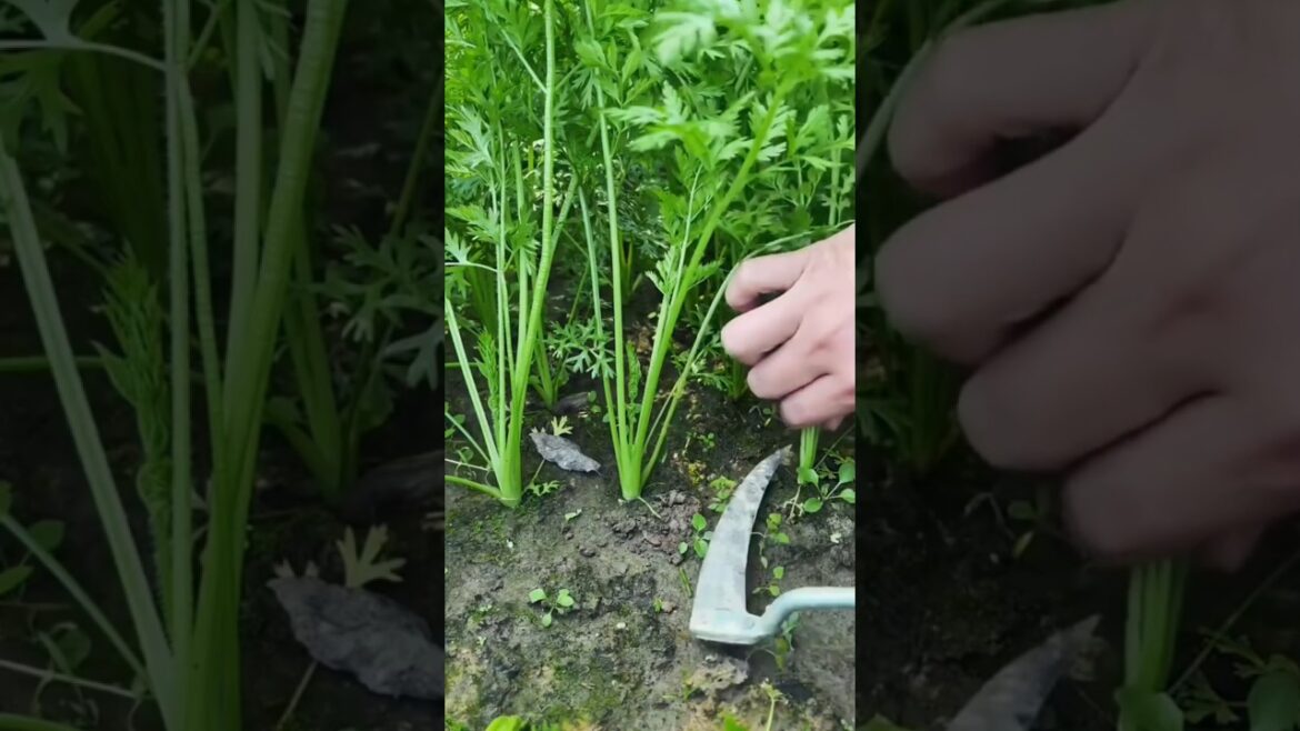 Harvesting Green Vegetables 🌱 #garden #gardening #farming #agriculture #harvesting