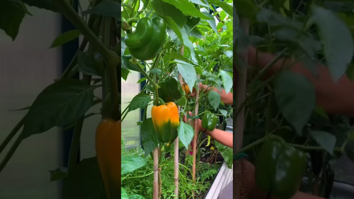 Harvesting all Kind of vegetables 🌱 #agriculture #farming #garden #gardening #satisfying Harvesting all Kind of vegetables 🌱 #agriculture #farming #garden #gardening #satisfying