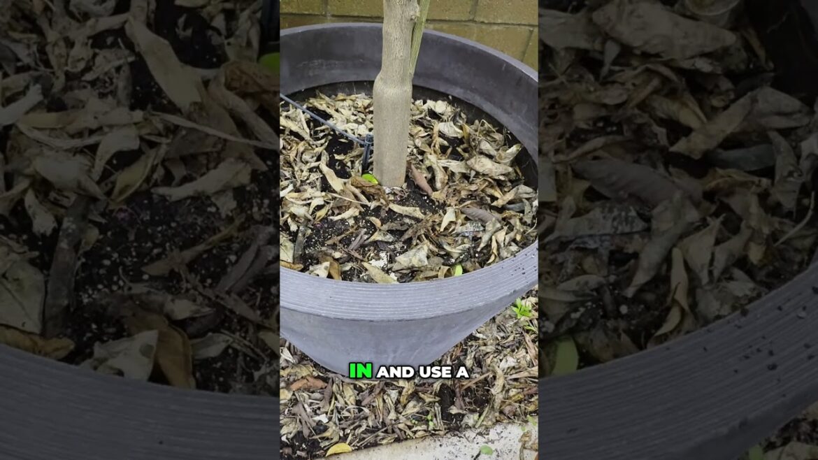 Citrus Tree Container Size Guide - Get More Fruit!