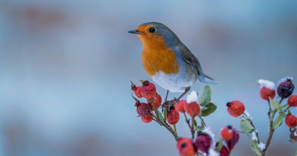 People with robins in garden urged to put out 41p kitchen staple this winter Daily Record
