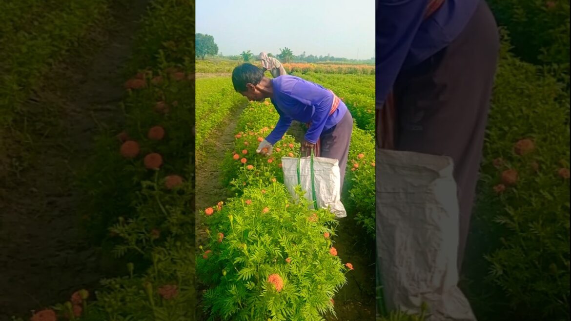 Marigold Harvest on a Cold Morning #shorts