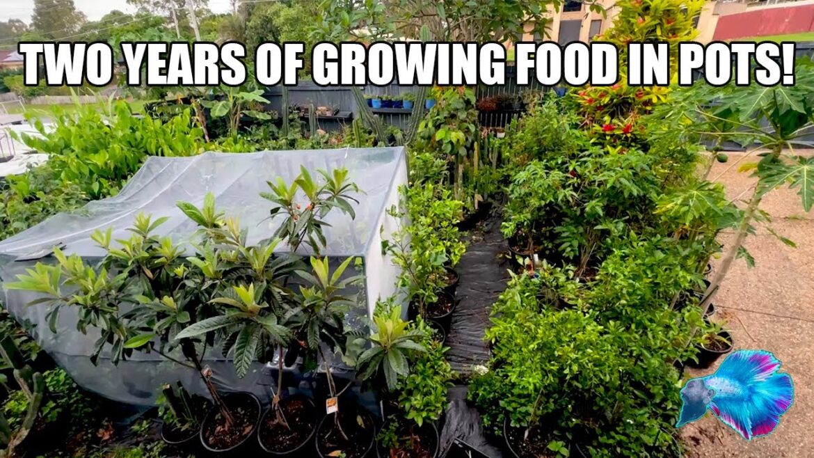 FRUIT TREE GARDEN PLANS....