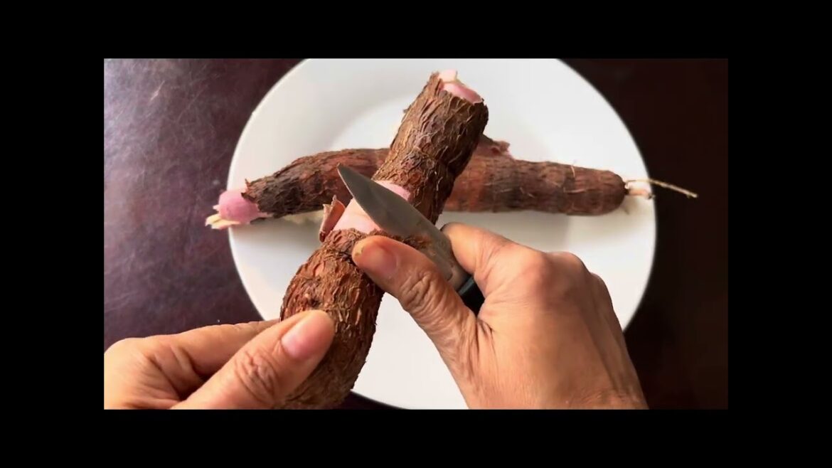 How to harvest Cassava