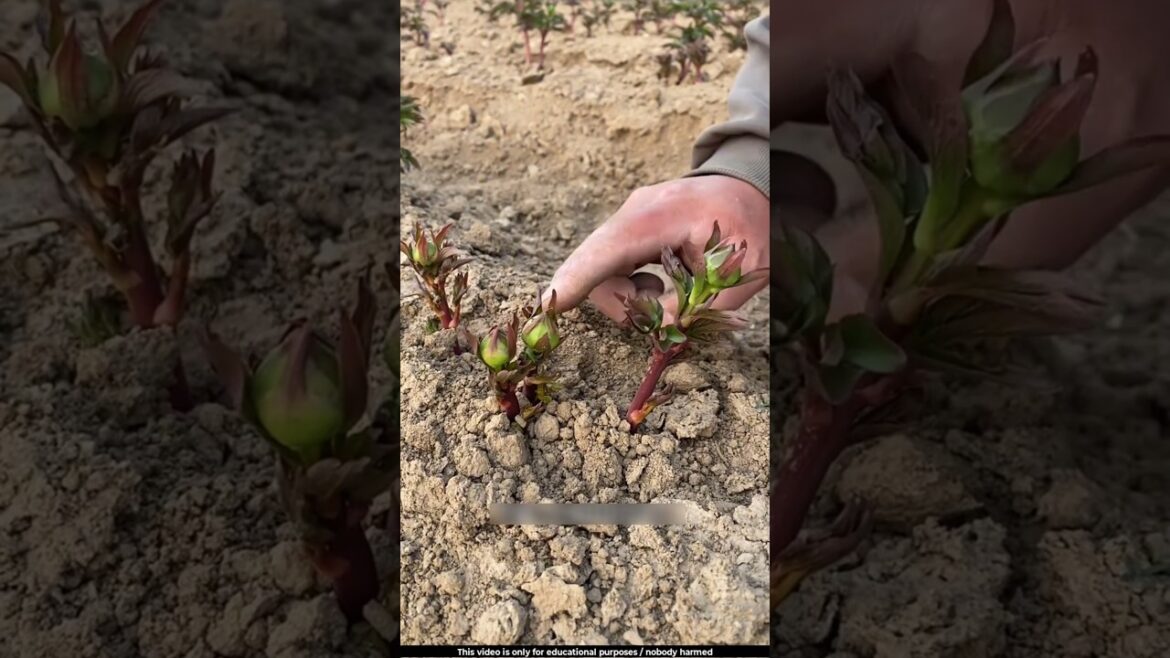 This is not an ordinary flower, it is formed by two flowers combined together 😯l #peony This is not an ordinary flower, it is formed by two flowers combined together 😯l #peony