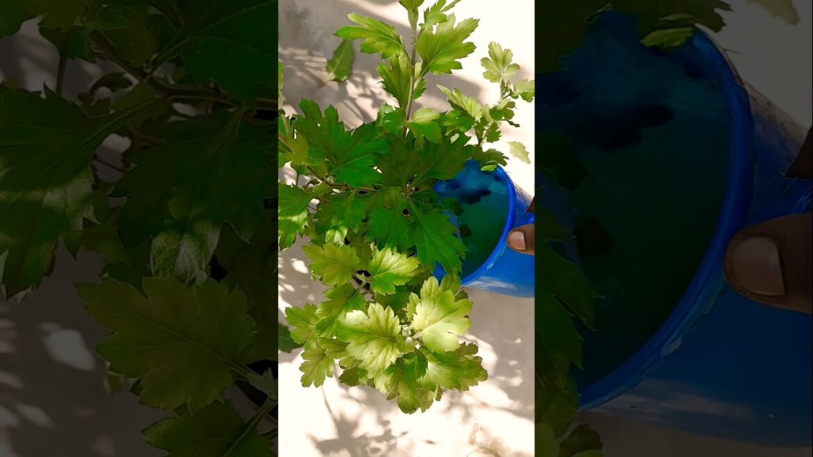 Onion peel fertilizer best 👍#shots #gardening #plants #fertilizer #ytshorts