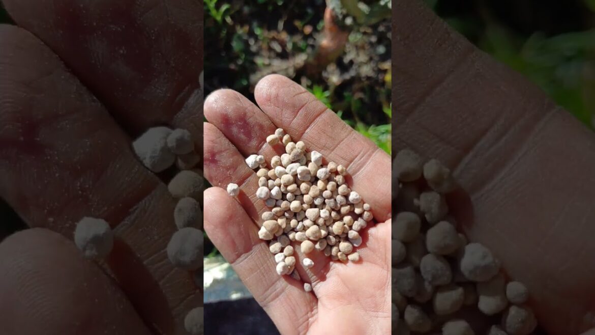 Easy Rose PLANT Care Tips! ✨️💖 || #garden #terrace #trending #shorts #fyp #plants #vegetables #yt