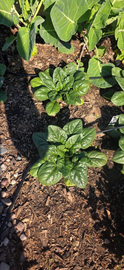 Spinach Is Growing Flat Spinach Is Growing Flat