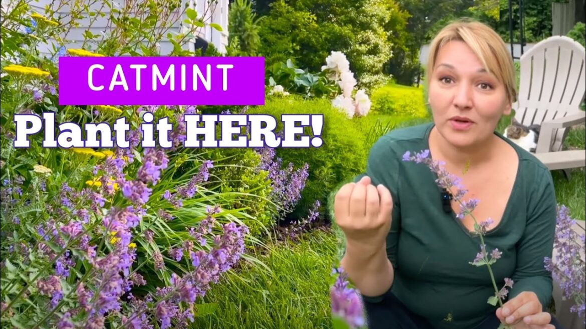 Where to Plant Catmint for Maximum Impact | Cottage Garden Design Tips for Beginners