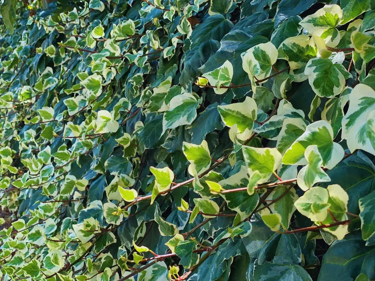 English Ivy
