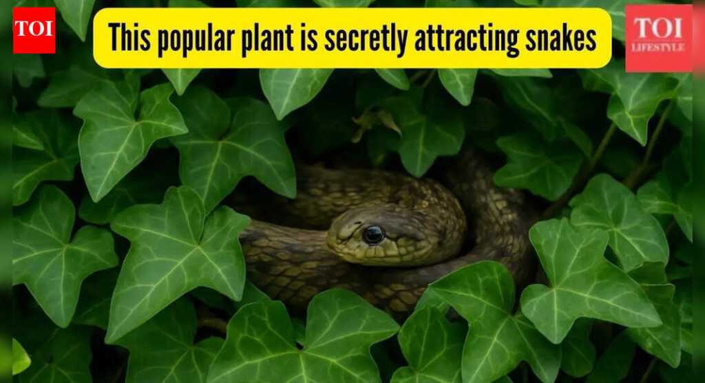 This popular plant is secretly attracting snakes; it may already be making nests in your home garden