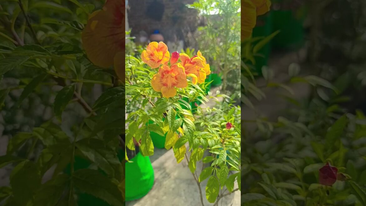 beautiful flowers#beautiful #flowers #trend#newshorts #newvideo#gardening#rose#plants #growplants