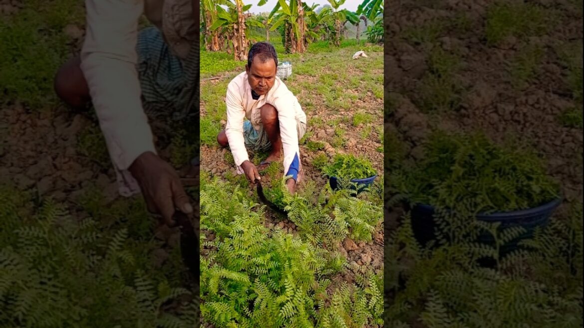 Rabi Crop Harvest — Bengal Gram at Morning Light #shorts Rabi Crop Harvest — Bengal Gram at Morning Light #shorts