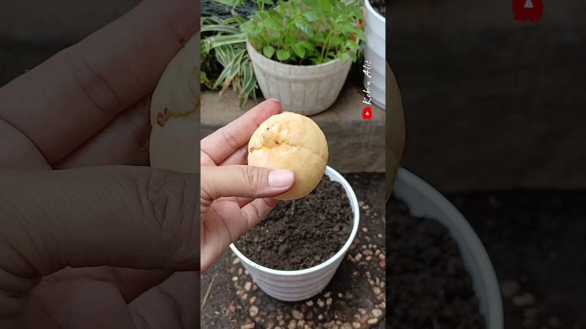 Don't Toss the Pit! A Beginner's Secret to Growing Avocados     #alpukat #propagation #shortviral