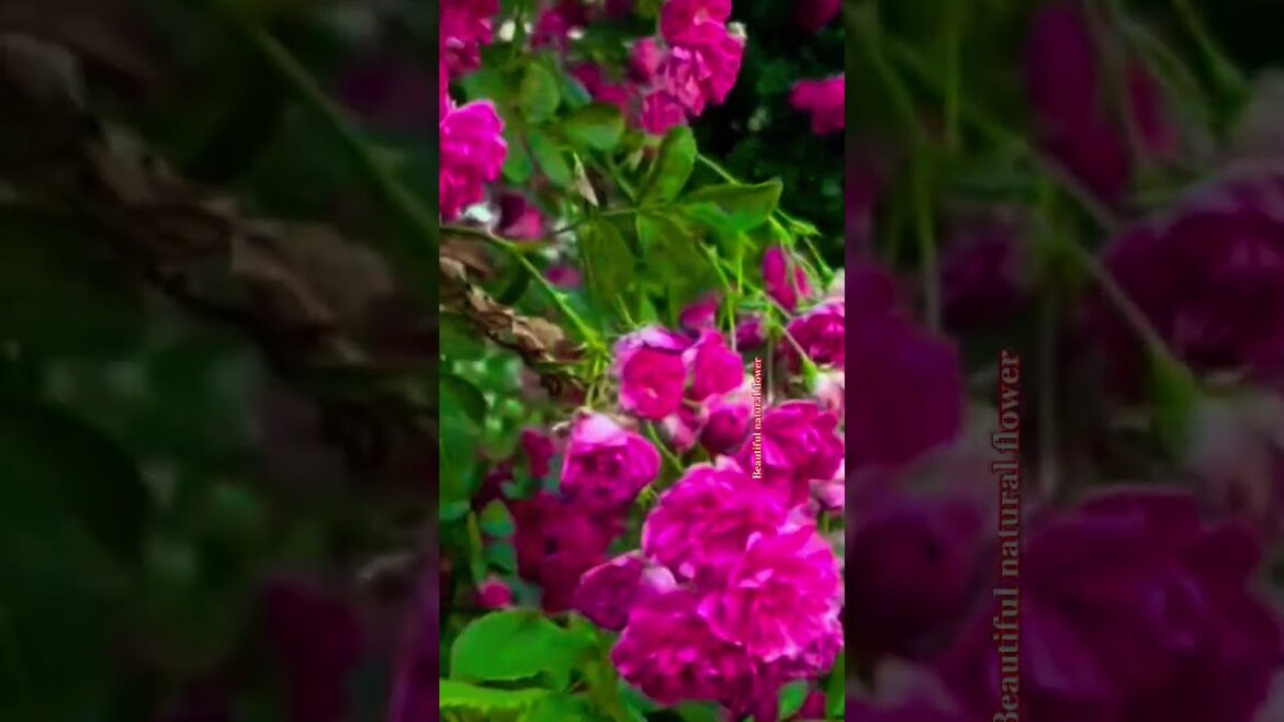 viral videos #terracegardenindia #nature #plantsofindia #gardenideas #garden #hibiscus #gardendesign