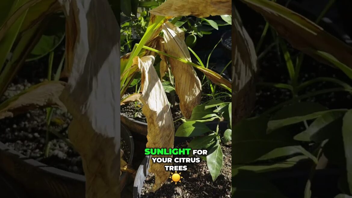Citrus Tree Sunlight Needs  - Grow More Fruit!