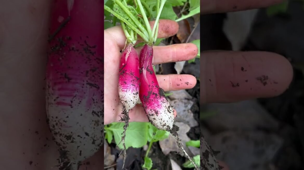 What’s alive under there?🥶#raisedbedgarden