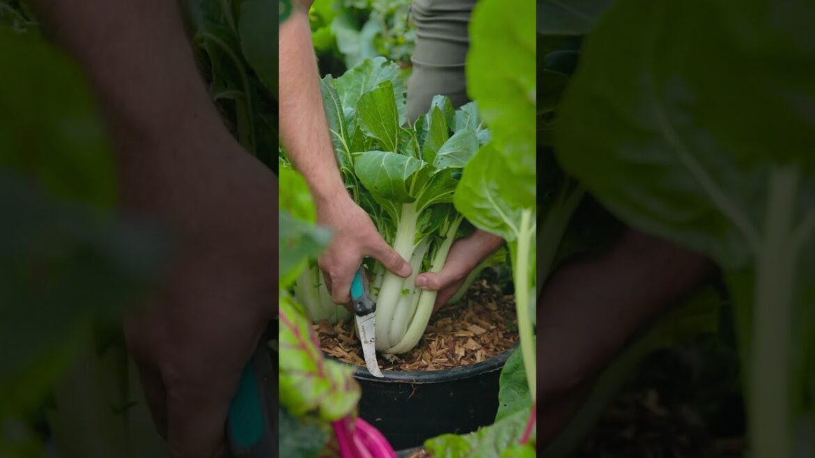 How Much Food You Can Grow in Your Garden🍅 #gardeningideas