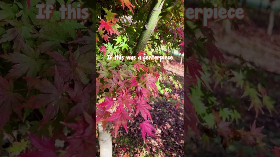 This Field Grown Japanese Maple is Better Than Anything Pot Grown This Field Grown Japanese Maple is Better Than Anything Pot Grown
