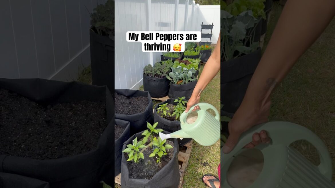 Container Gardening |Grow Bell Pepper in Grow Bag #garden