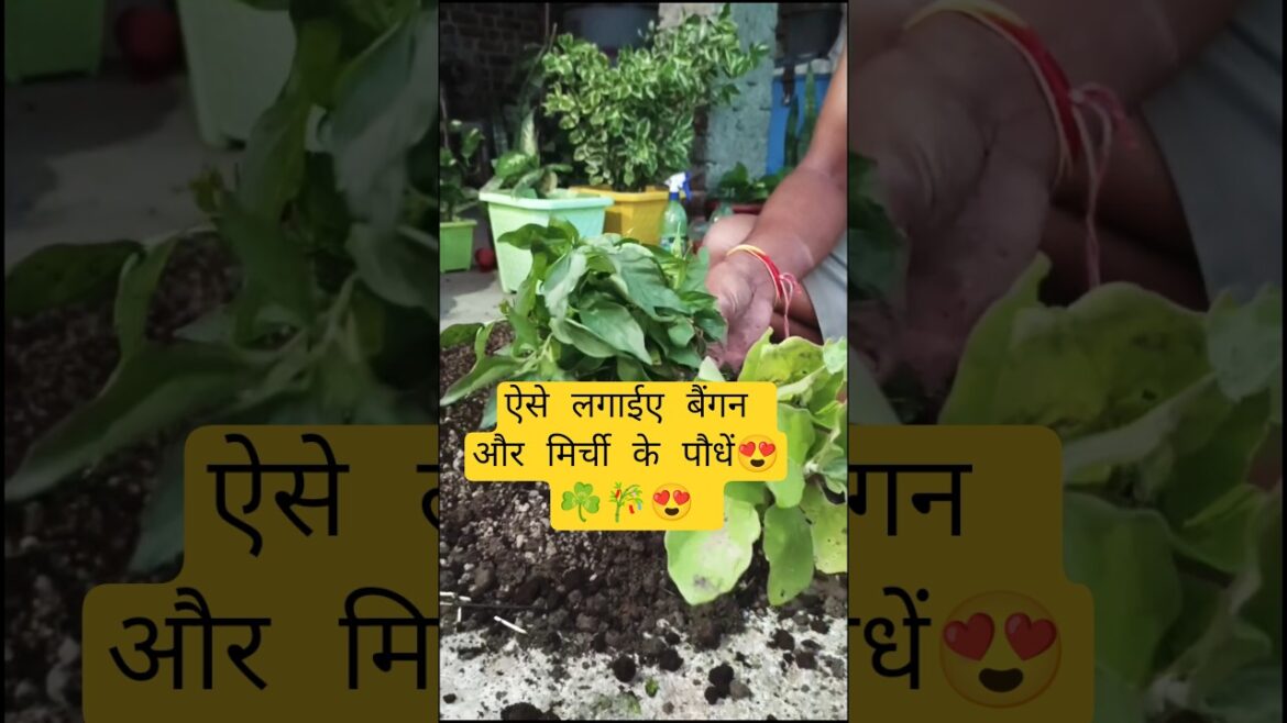 घर की छत पर सब्जियां कैसे उगाए,सीखे! #gardening#grow#vegetables#trendingshorts#trends#new#home#love