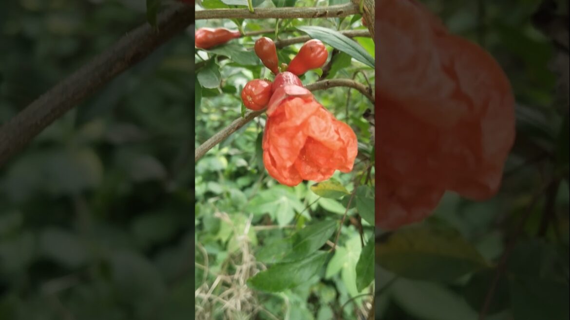 Australian big anar #farming #shortvideo #shorts Australian big anar #farming #shortvideo #shorts