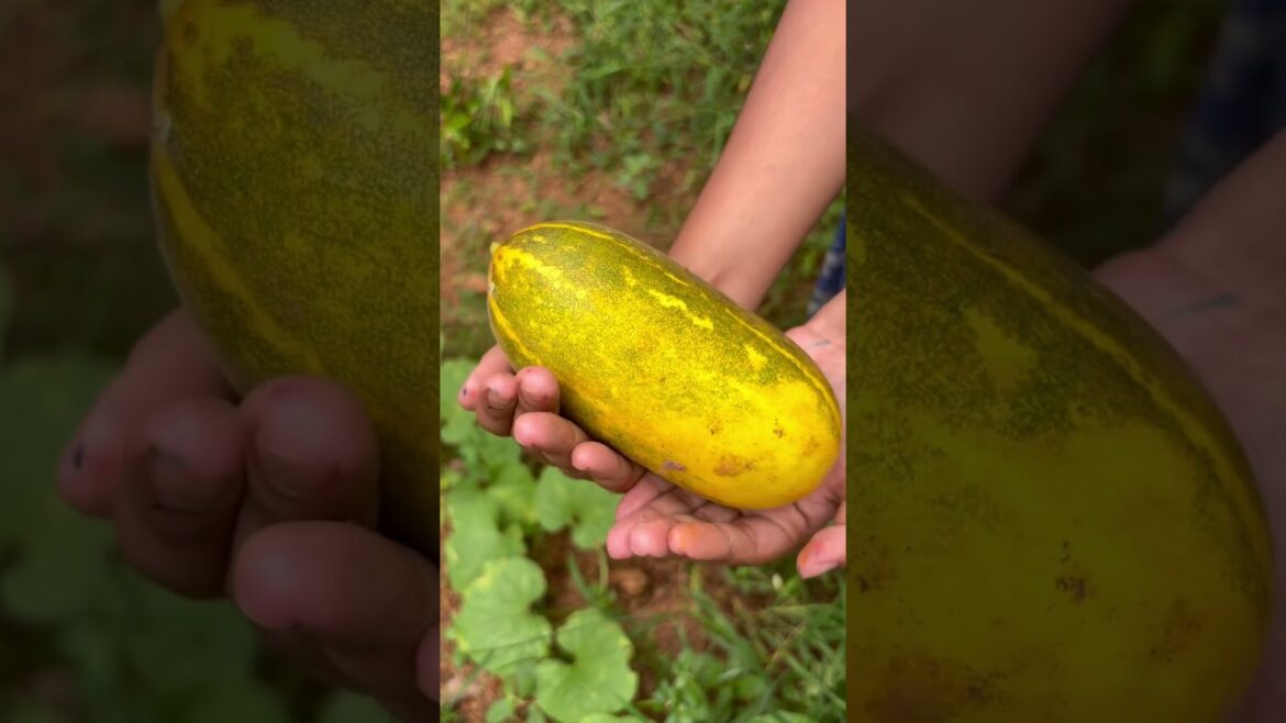 Vegetable garden|shorts|shortsfeed|