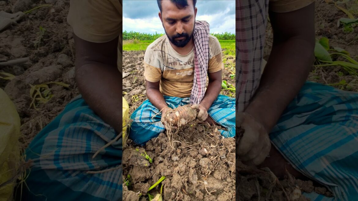 Colocasia Roots Cleaning for Next Season Cultivation 👨‍🌾 #shorts