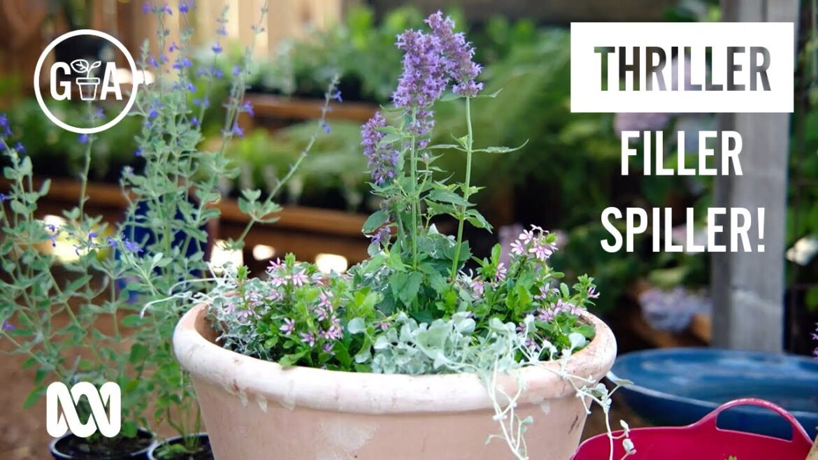 Thriller Filler Spiller! | Garden Design & Inspiration | Gardening Australia Thriller Filler Spiller! | Garden Design & Inspiration | Gardening Australia