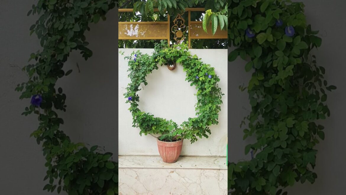 अपराजिता | गोकर्ण #shorts #ytshorts #youtubeshorts #leafyndcrafty #aparajita #gokarna #plants