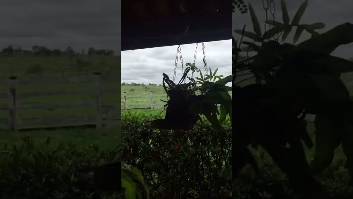 belas paisagem na chacara