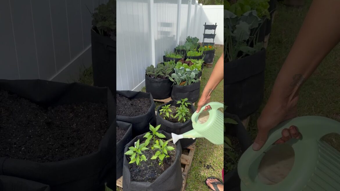 Growing Vegetables in Containers #containergardening