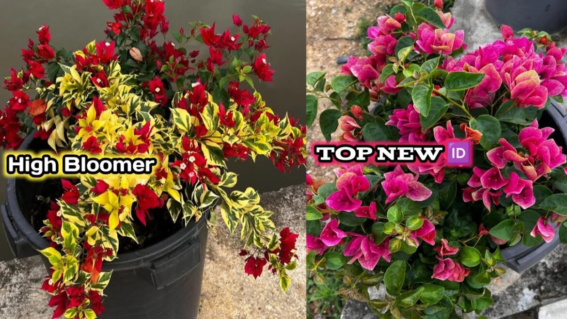 Wholesale plant Market Bougainvillea flower || Cheapest Plant market in India 9062334424