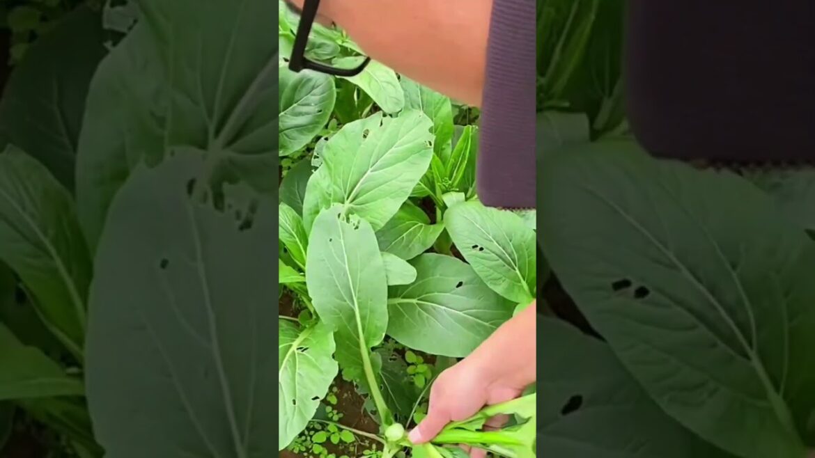 The Joy of Growing Your Own Food: Vegetable Gardening & Harvesting