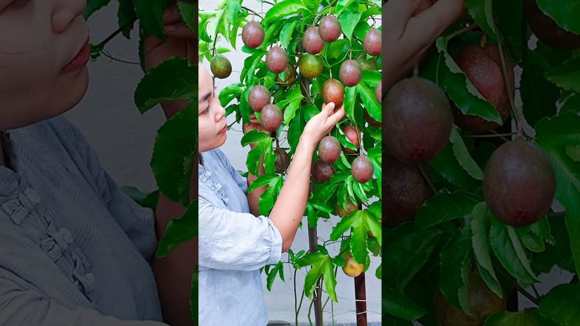 Tips for growing passion fruit at home