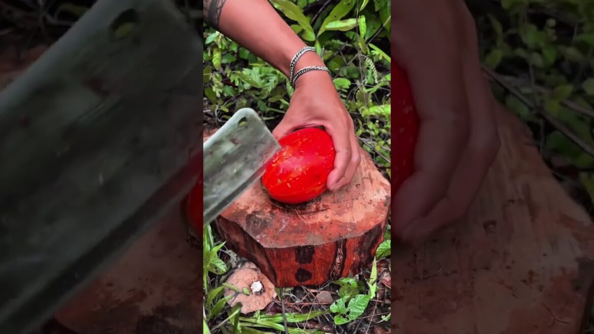 root cucumberš± #fruitlovers #fruit #nature #foodie #shorts root cucumberš± #fruitlovers #fruit #nature #foodie #shorts