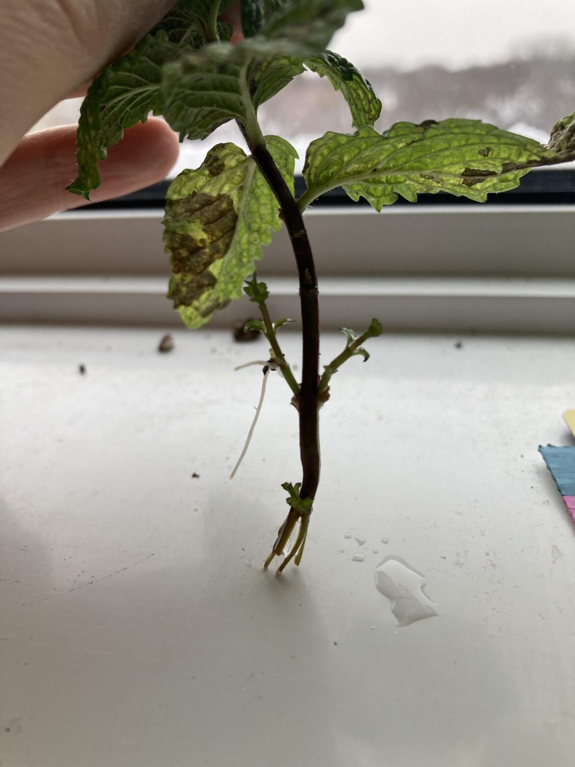 Sure, whatever, that’s a great spot for roots Sure, whatever, that's a great spot for roots