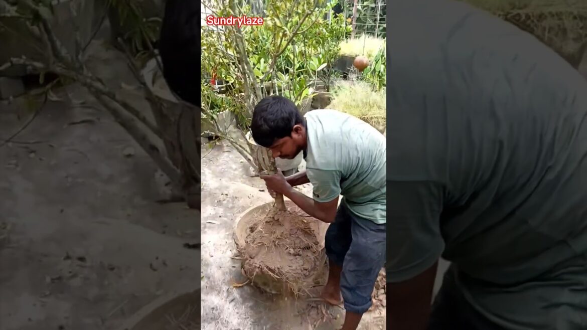 Repotting Roof Garden Plant#roofgarden #rooftopgarden #terracegarden #gardening #gardenplants#shorts