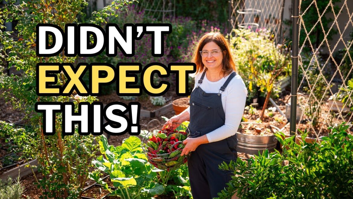 Late Fall Desert Garden Tour: Surprises, Setbacks & What’s Next Late Fall Desert Garden Tour: Surprises, Setbacks & What’s Next