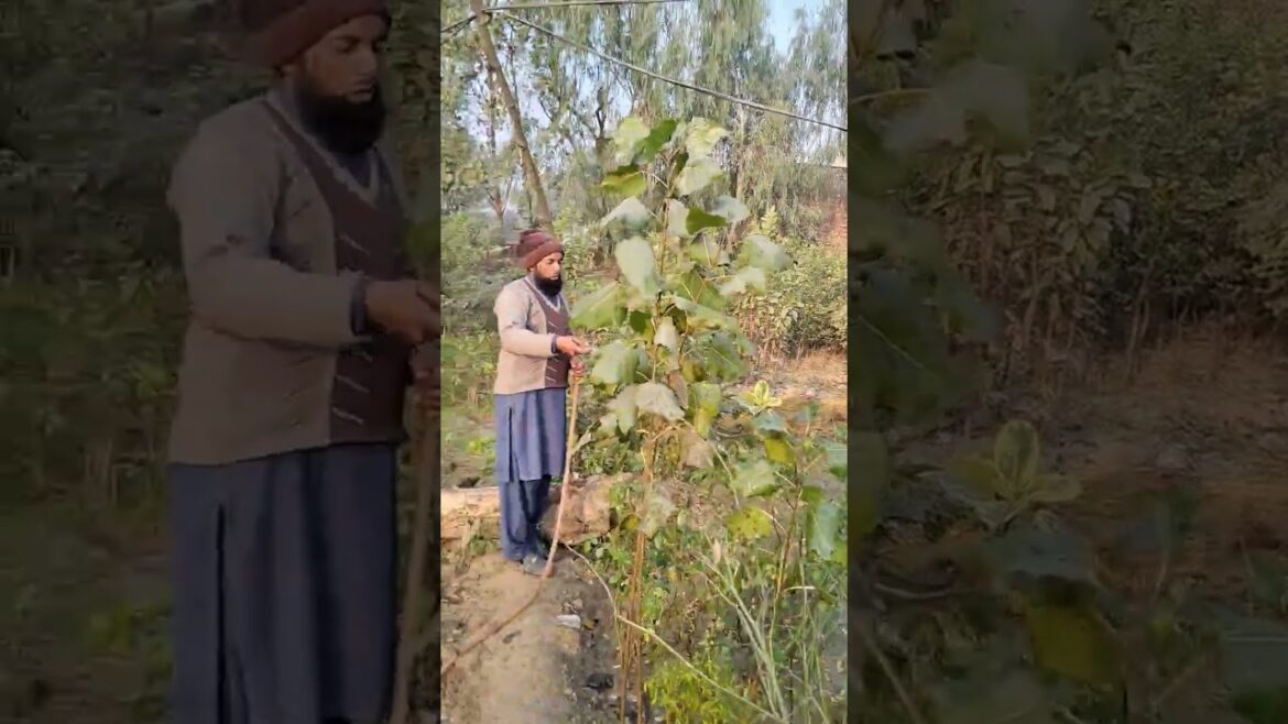 aaj ka Kam Gardner tips #shehrazgardening