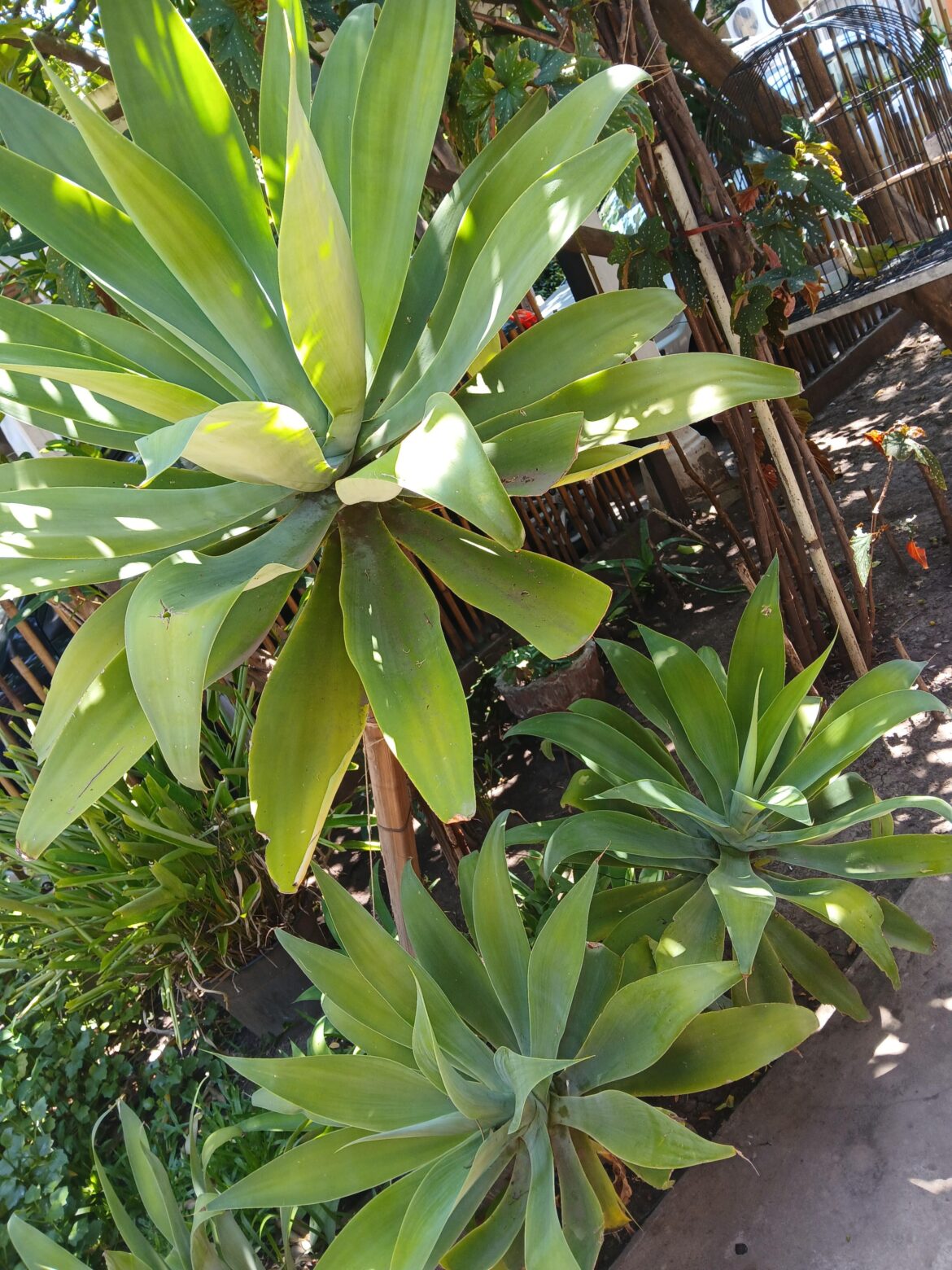 It is incredible how this plant grows depending on where you plant it, it grows exceptionally