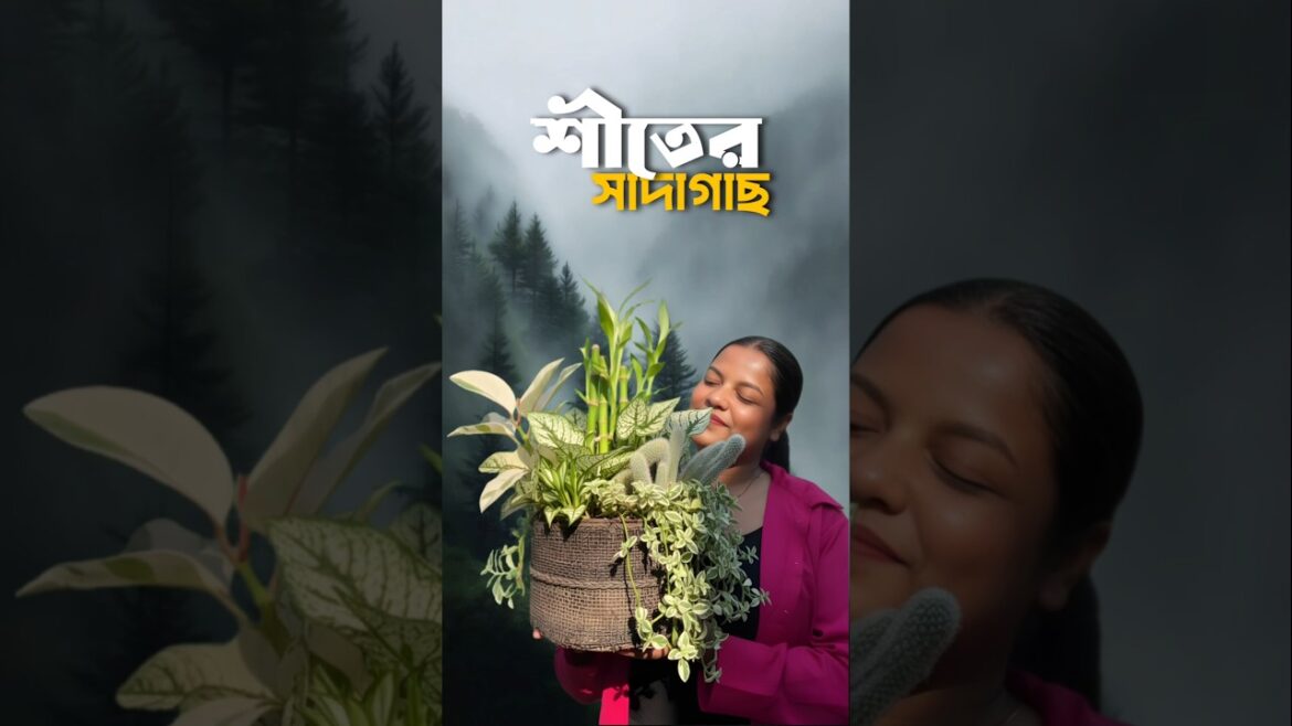 সমস্ত সাদা রঙের গাছ | শীতের সমস্যা 😭🤍🌵 #shorts #minivlog #lifestyle #bengali #gardening সমস্ত সাদা রঙের গাছ | শীতের সমস্যা 😭🤍🌵 #shorts #minivlog #lifestyle #bengali #gardening