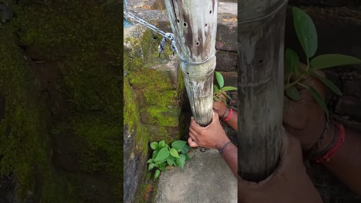 gardening ideas #gardening #gardeningtips #shorts