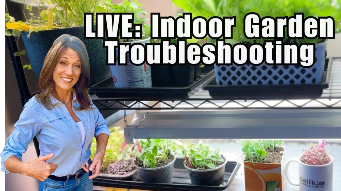 LIVE: Winter Indoor Garden Troubleshooting: What’s Going Wrong & How to Fix It