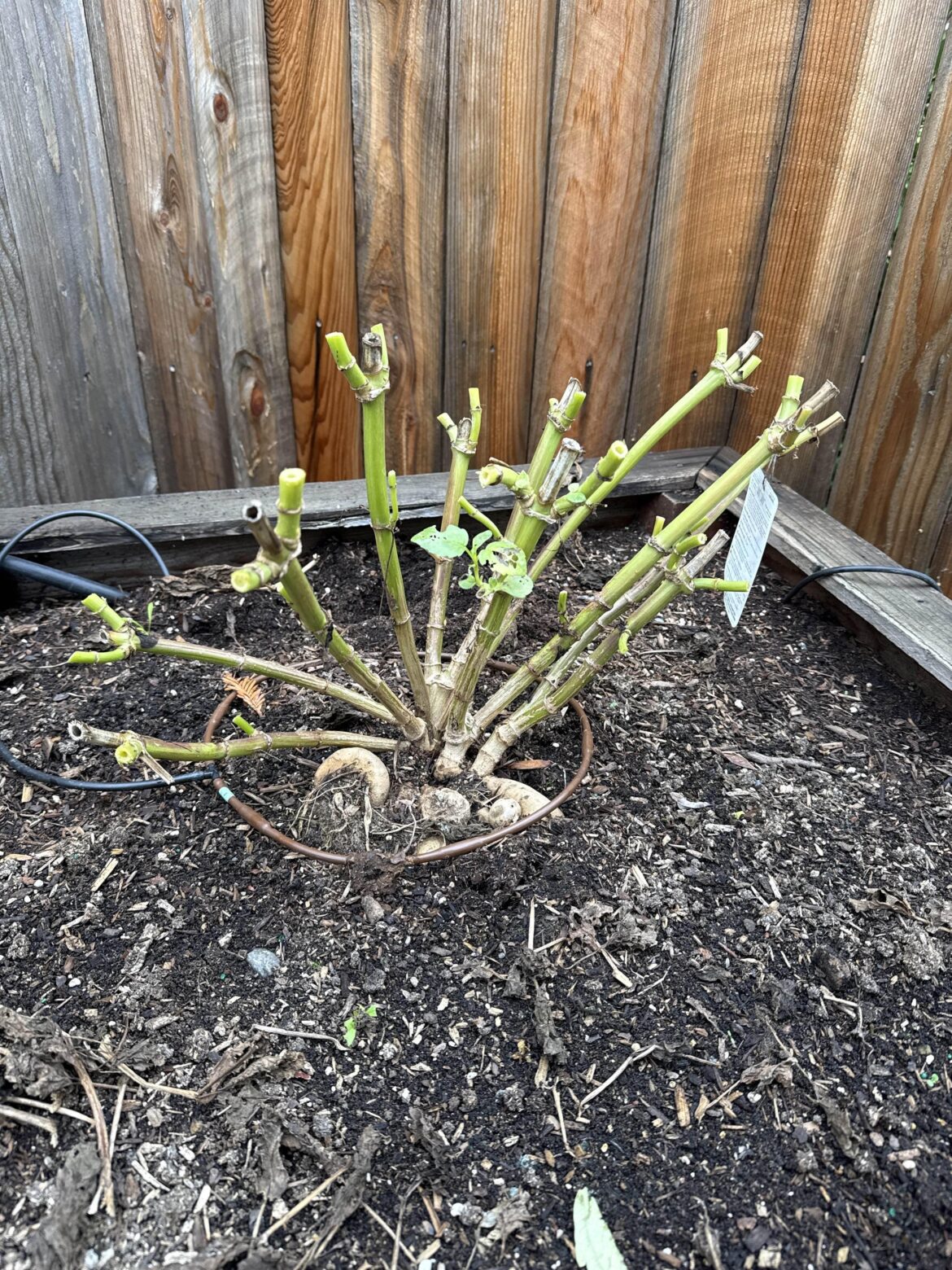 Trimming back for winter. Zone 9B, the tubers will stay out over winter. Do I need to trim the stalks further back? I’d like a full wide plant, not tall.