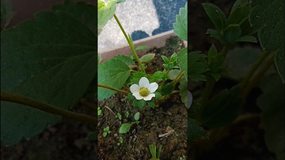 Beautiful Strawberry Plant !! Home Gardening #strawberryplant #nature #youtubeshorts #viral #garden Beautiful Strawberry Plant !! Home Gardening #strawberryplant #nature #youtubeshorts #viral #garden