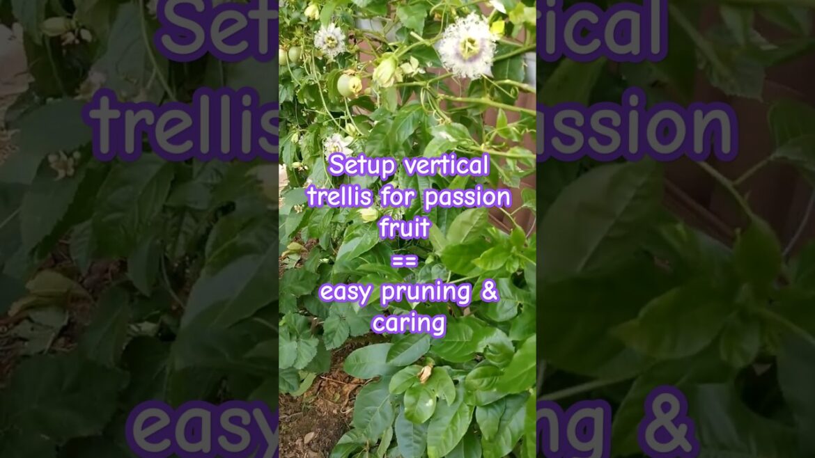 Garden tips 12 - Vertical trellis for passion fruit? #passionfruit #growyourown #fruittrees